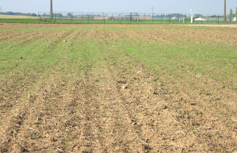 Ray-grass dans une parcelle avant semis de blé en Hauts de France