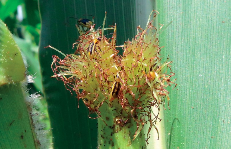Deux chrysomèles sur les soies d’un épi de maïs en Alsace
