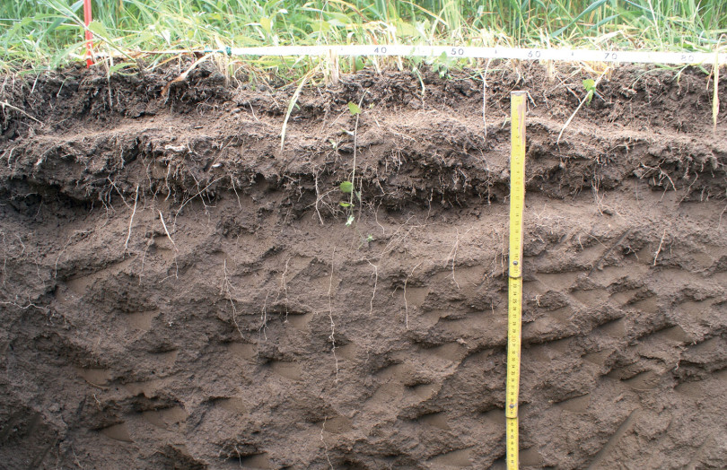 profil cultural avec racines