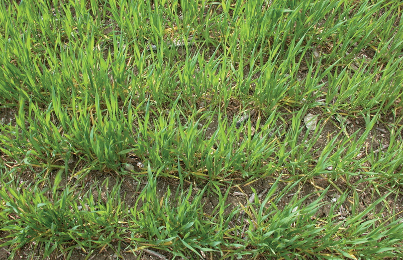 Jaunissement observé su céréales en 2026