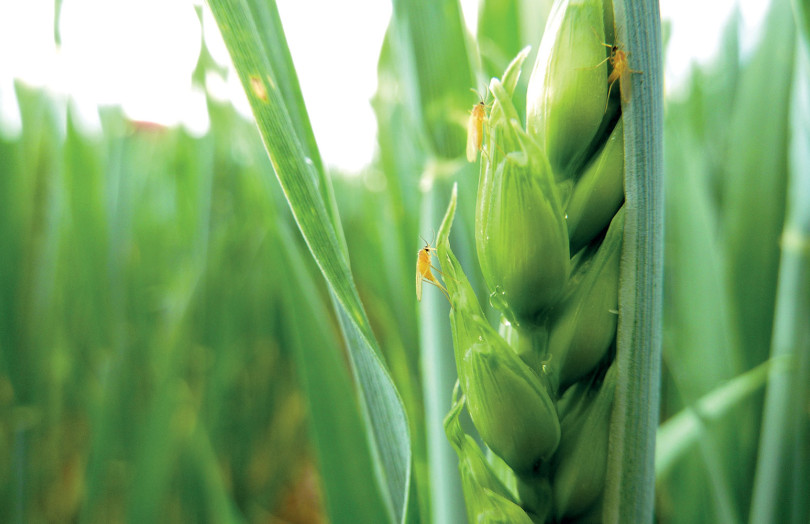 Cécidomyies sur un épillet de blé vert en avril 2026 en Île-de-France
