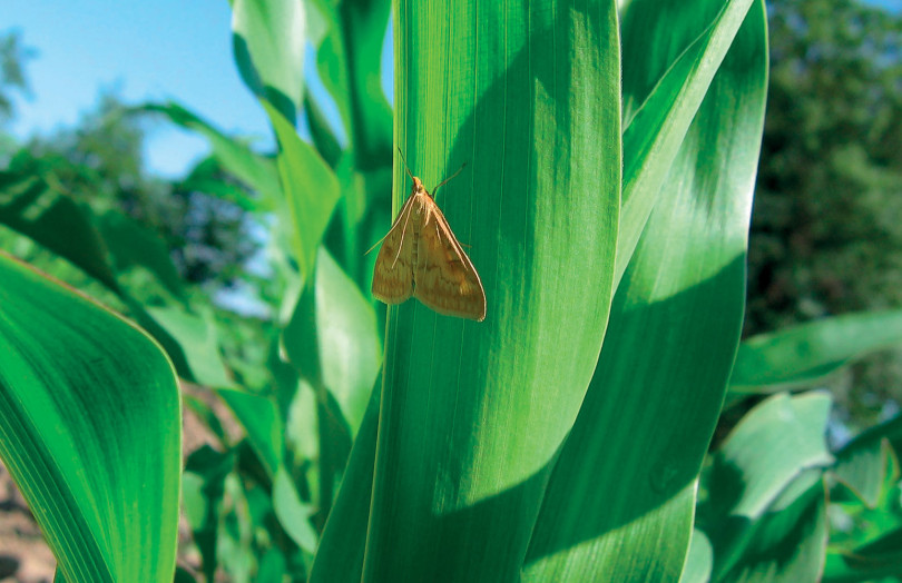 Papillon de pyrale du maïs en juin 2026 en Auvergne