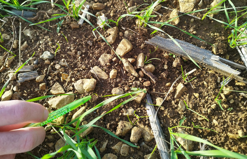 Ray-grass dans parcelle de blé début 2026, en Bretagne