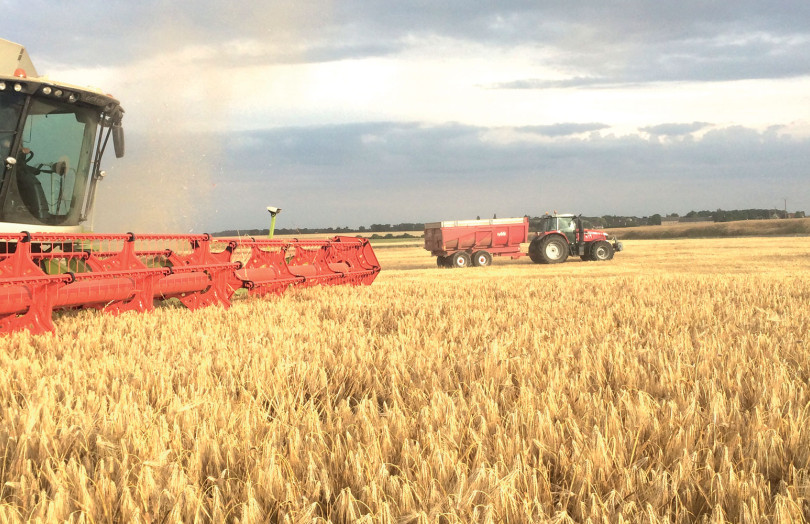 Moissonneuse-batteuse dans une parcelle d’orges d’hiver 2 rangs en 2025 en Bretagne
