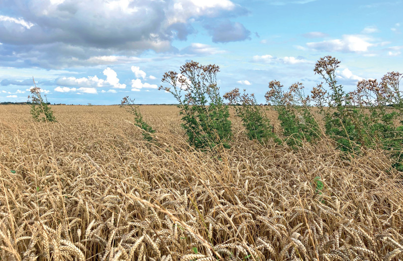 Chardon dans un champ de blé en 2025 en Bourgogne