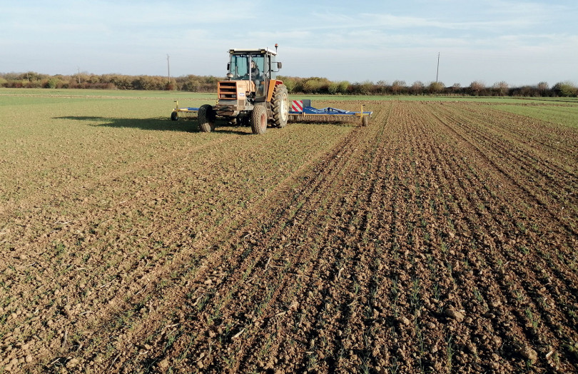 Désherbage mécanique sur une parcelle de blé tendre en 2025 en Occitanie
