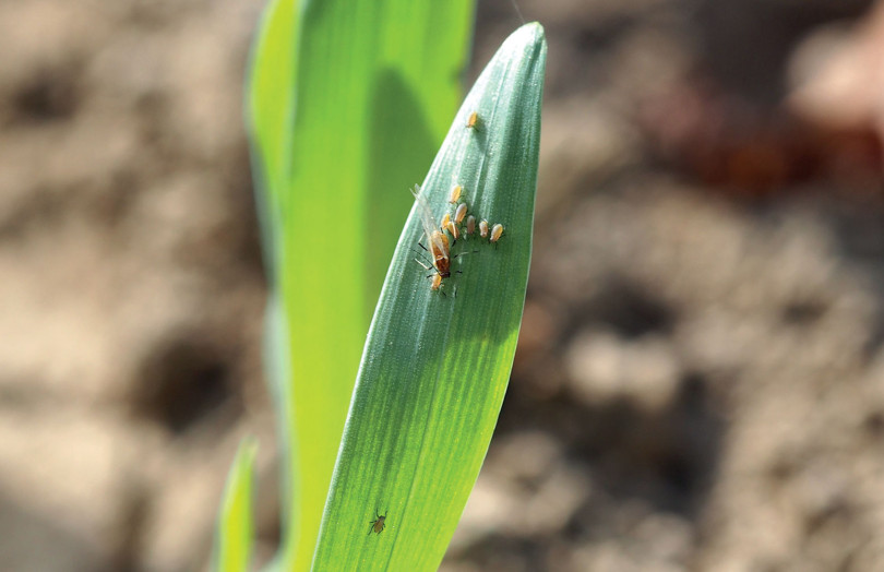 Pucerons sur jeune semis mi-décembre 2025 en Normandie