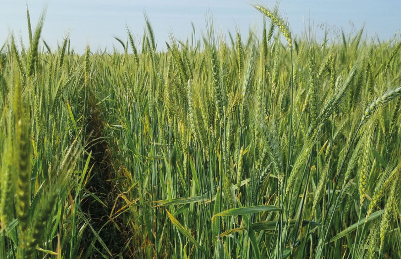 Mélanges de variétés de blé tendre au banc d'essais