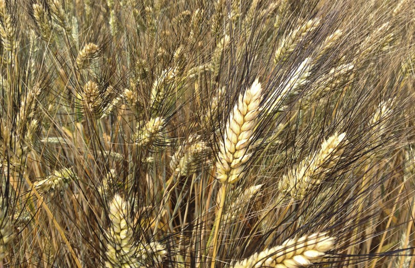 Epis mûrs de blé dur au champ