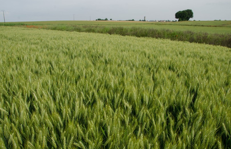 Paysage avec une parcelle de blé dur dans le Bassin Parisien