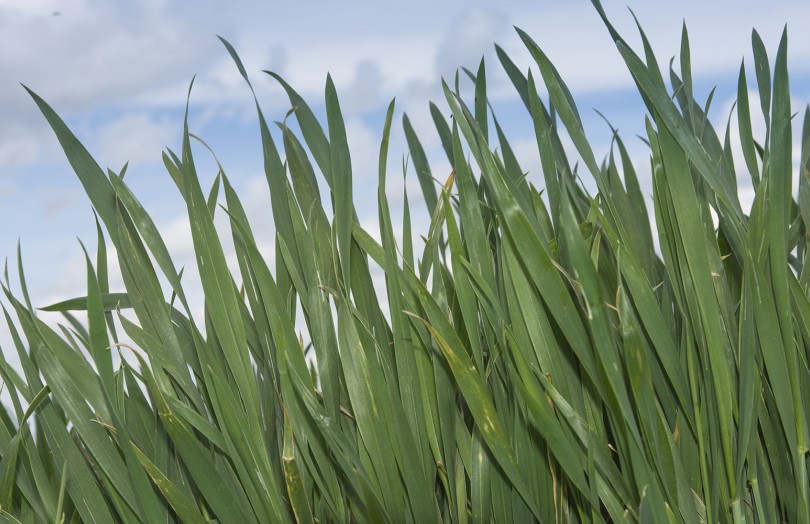 Plantes de blé saines en bordure de parcelles en avril 2023 en Champagne-Ardenne