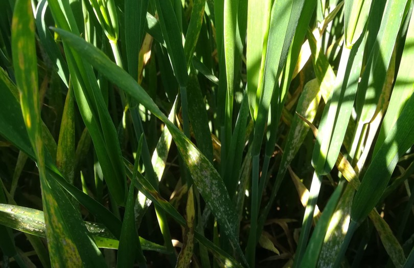 Présence d’oïdium sur des feuilles de blé fin avril 2023 en Pays de la Loire