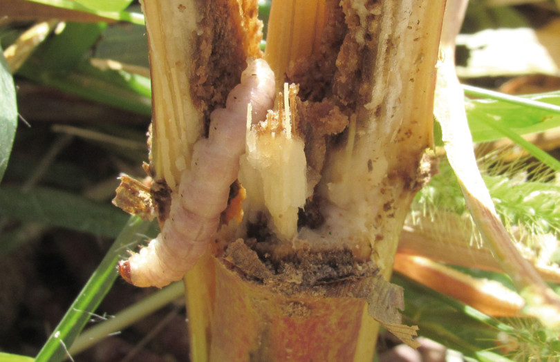 Le mulching de maïs permet d’exposer les larves au froid et à l’humidité, ce qui limite leur survie. © Arvalis