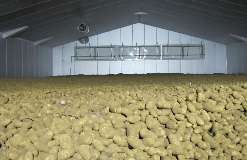 pommes de terre dans bâtiment
