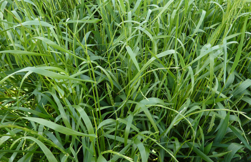 Précos pour désherber les céréales à paille