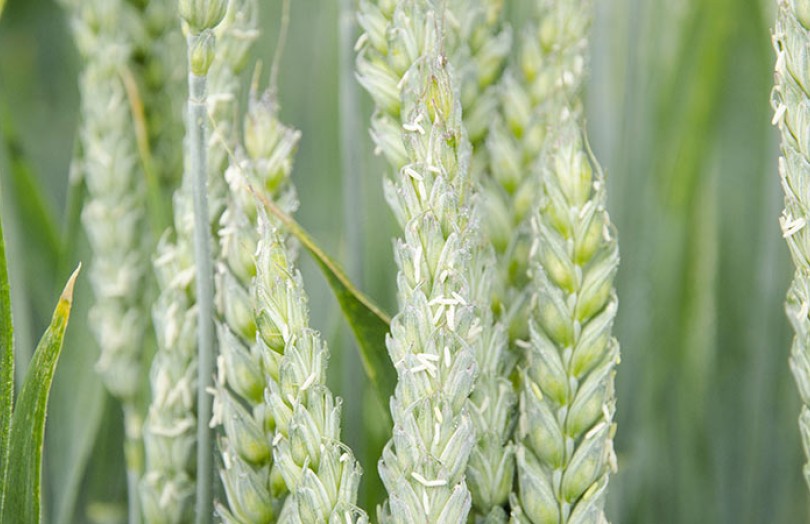 Blé sur blé : les premiers résultats variétés