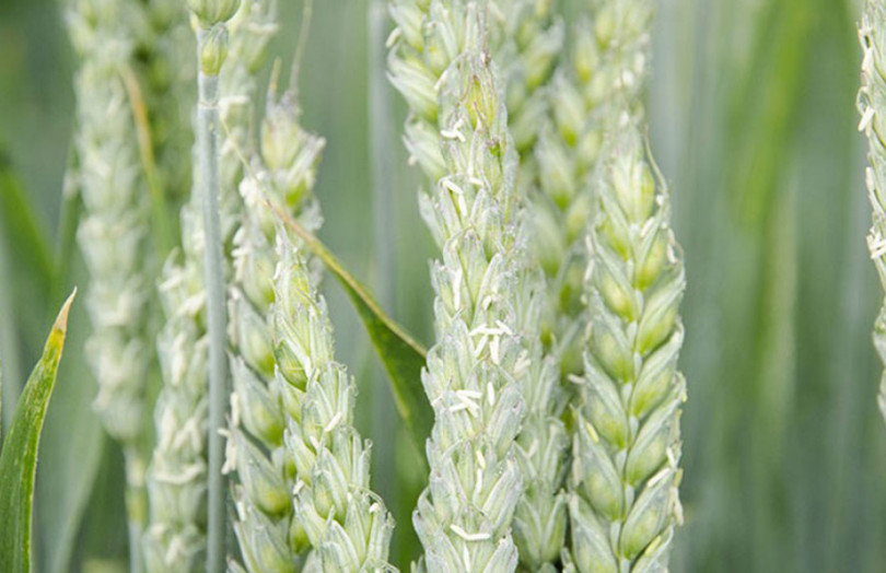 blé tendre