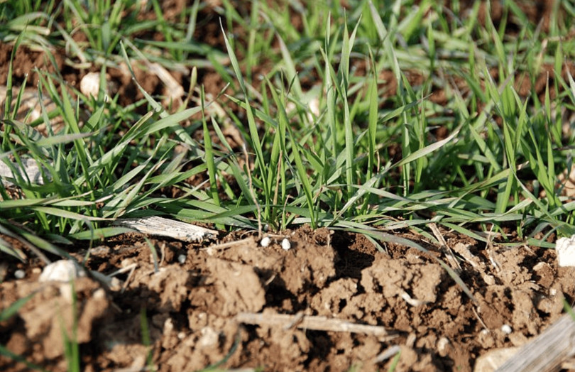 Granulés engrais azoté devant jeunes plantes de céréale d'hiver - avant tallage en Occitanie