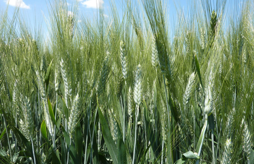 blé dur épis