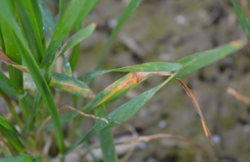 Symptômes de septoriose sur feuille de blé tendre en 2024 en Bourgogne