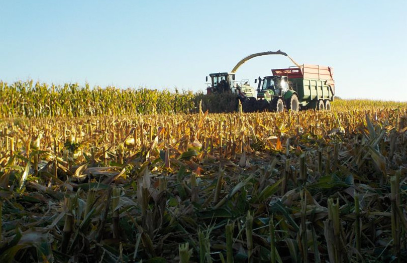 Ensilage de maïs en Bretagne