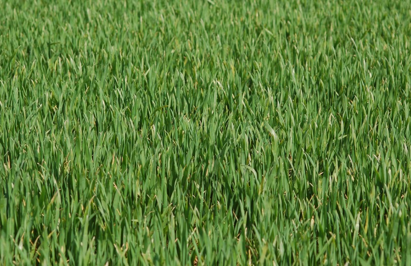 Parcelle de blé au stade épi 1 cm dès le 10 mars 2024 en Champagne-Ardenne