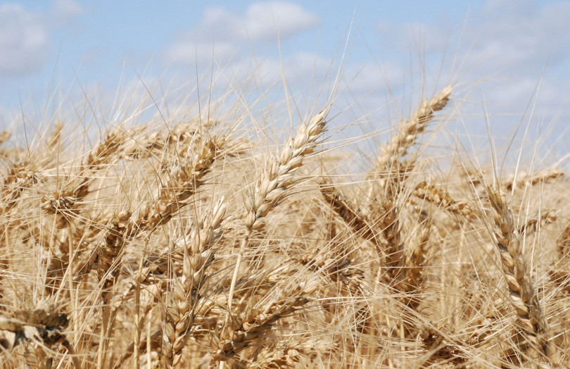 blé tendre épis mûrs