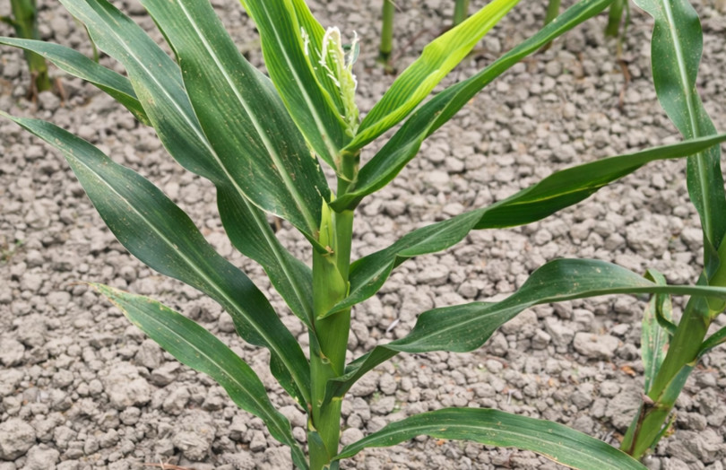 symptômes de MRDV sur maïs