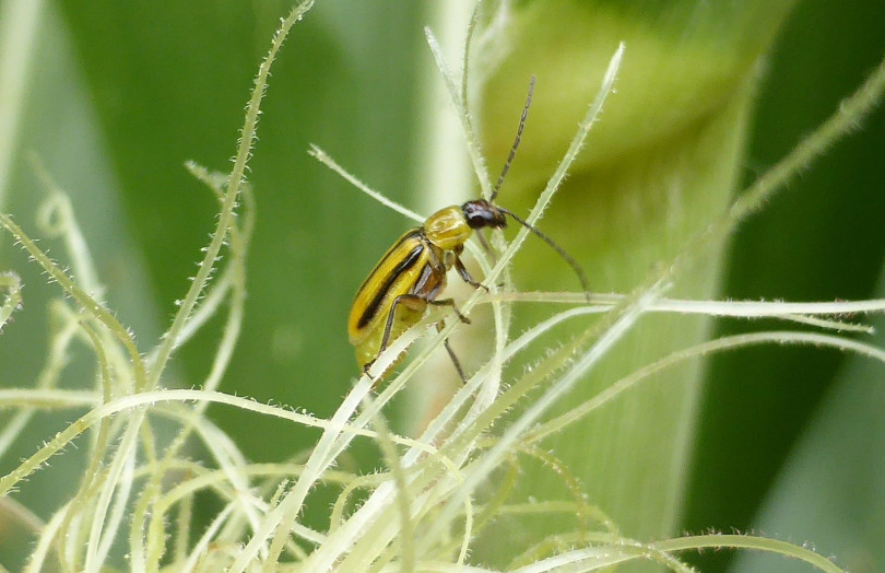 chrysomèle du maïs