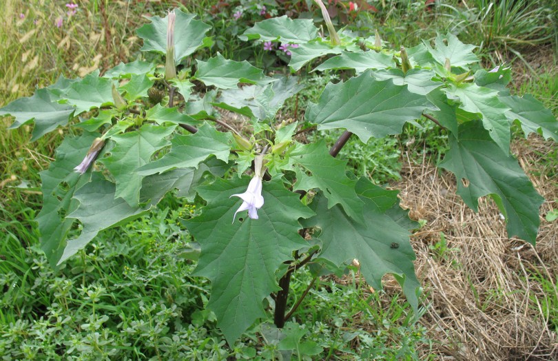 datura plante entière