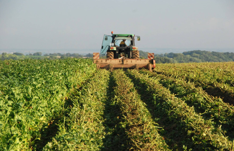 Défanage de pommes de terre en août 2025