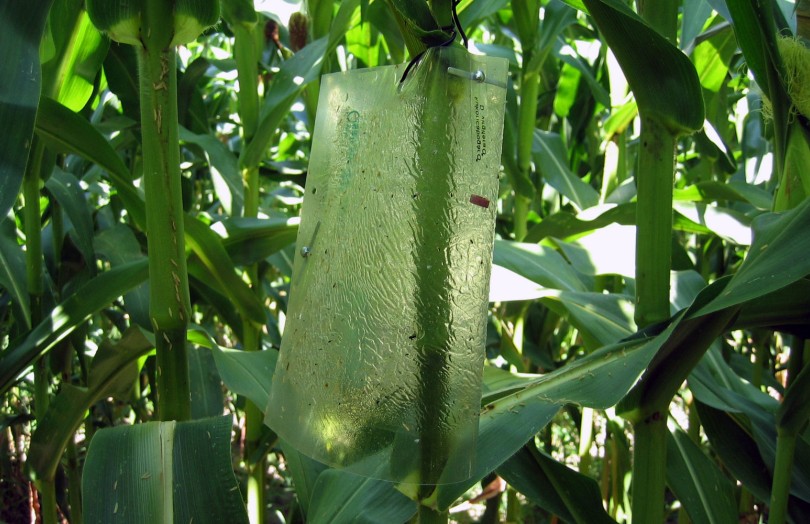 Piège à chrysomèles dans un champ de maïs en Alsace