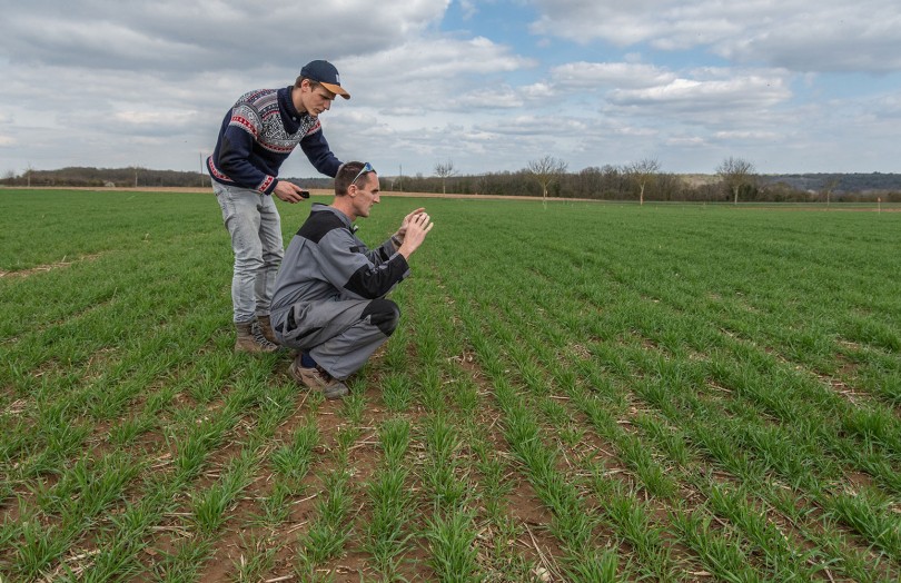 Deux hommes photographient la végétation pour estimer l'indice foliaire du blé tendre - bilan azoté en sortie d'hiver et préconisation des apports de fertilisation