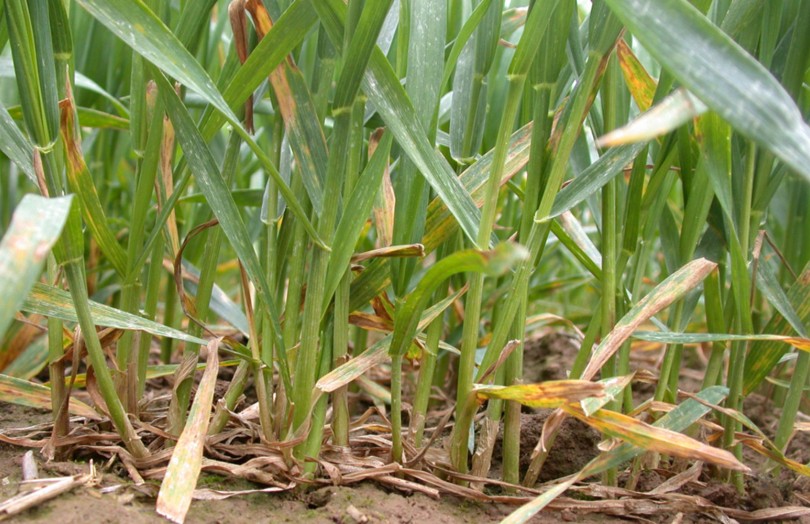 recherche de symptômes de septoriose sur blé tendre en 2024 en Normandie
