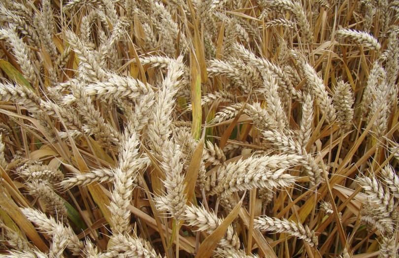 épis de blé mûr