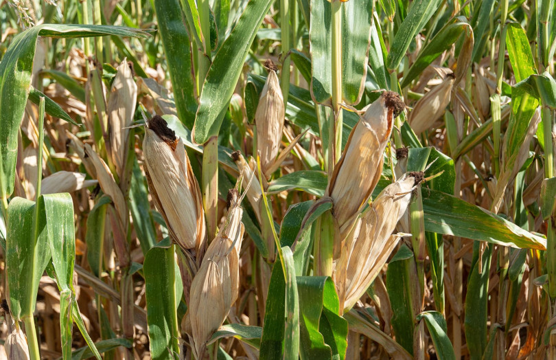 épis maïs