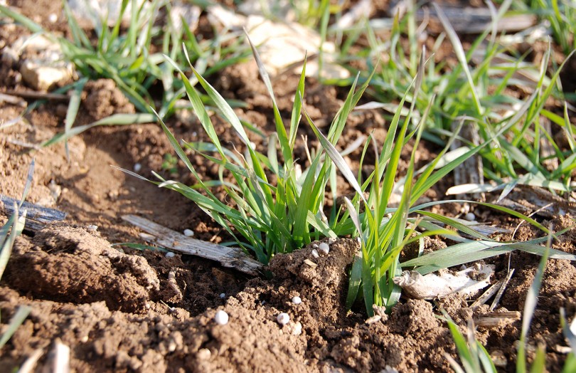granulés engrais azoté devant de jeunes plantes de céréale d'hiver - avant tallage, en 2024, en Occcitanie 