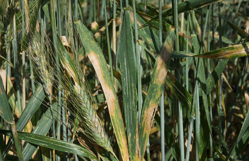 Microdochium sur feuilles de blé dur immature en 2026 dans le Centre