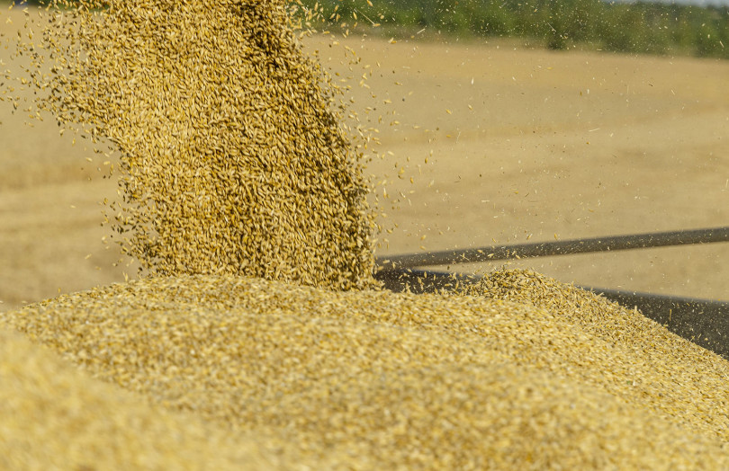 Au champ, une vis vide les grains d'orge dans la benne – récolte 2025 en Lorraine