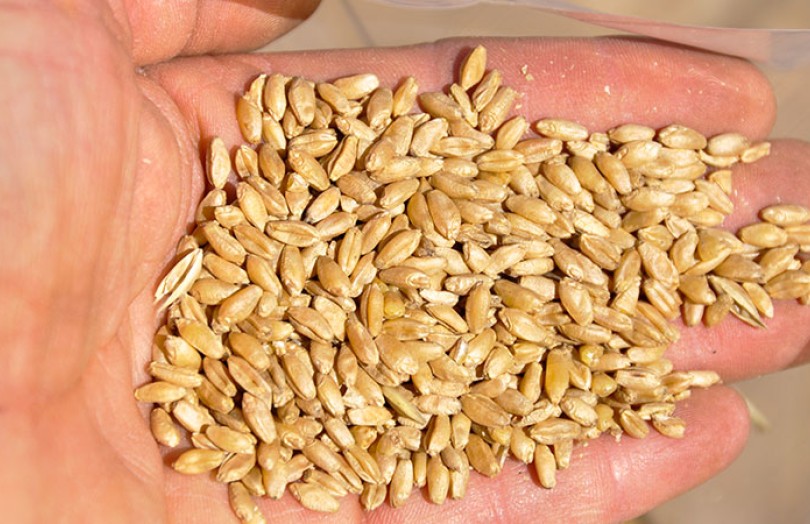 Semences de blé dur dans une main