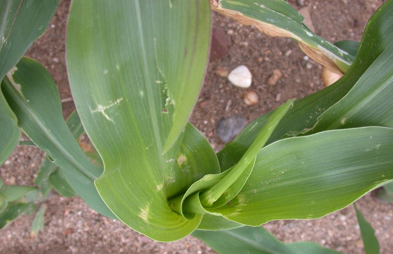 Dégâts de grêle sur maïs en juin 2023 dans l’ouest Occitanie