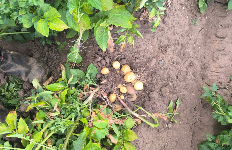 Pomme de terre avant arrachage dans le nord en 2026
