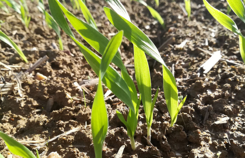 Jeunes semis de blé, fin octobre 2025, en Pays de la Loire