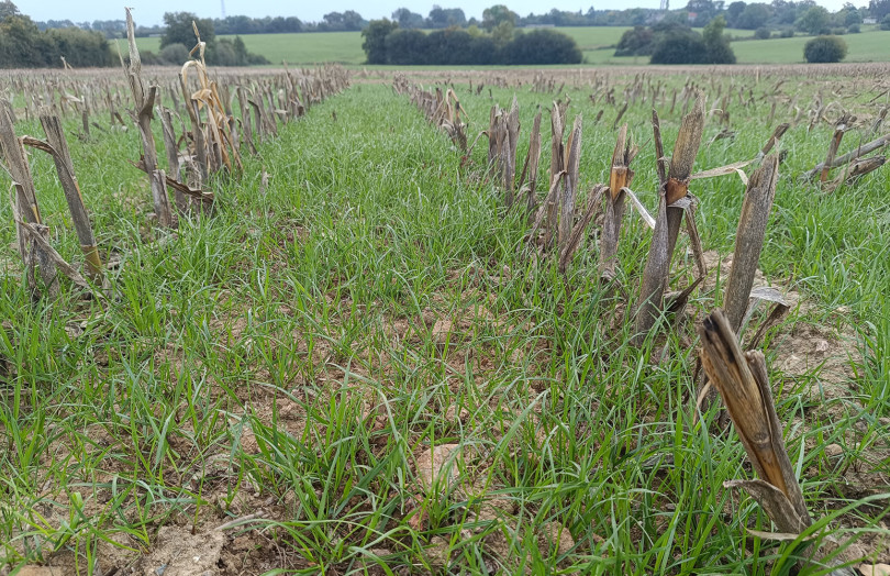 Parcelle en interculture, avant semis de céréales, La Jaillière, en Pays de la Loire, le 26 septembre 2025 : les pluies de fin d’été ont favorisé cette année les levées de ray-grass dès début septembre, les conditions météo sont favorables à la réalisation de faux-semis