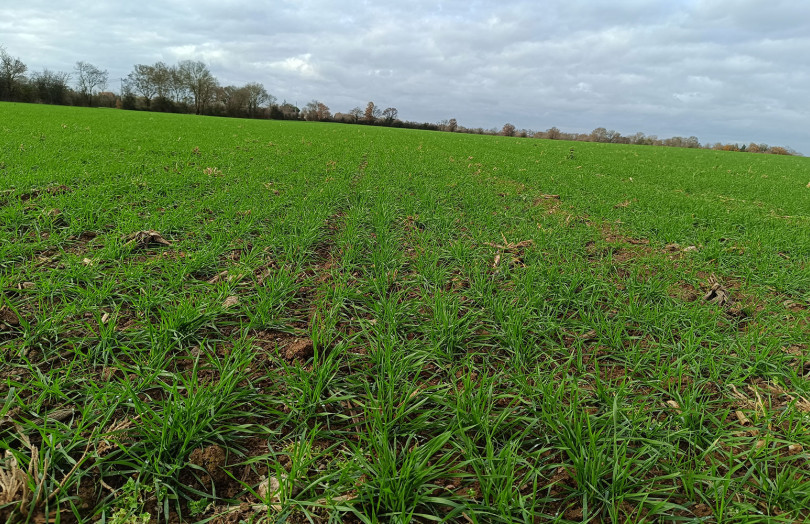 Semis de blé du 27 octobre, déjà bien tallé, début décembre 2025, à La Jaillière, en Pays de la Loire
