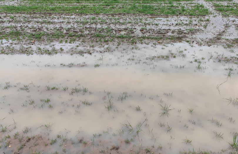 Inondation d’une parcelle de blé tendre début février 2026 à Bergerac, Aquitaine