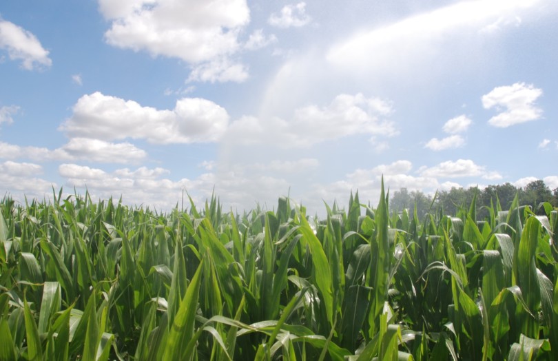 maïs, gerbe d'eau d'irrigation dans le ciel