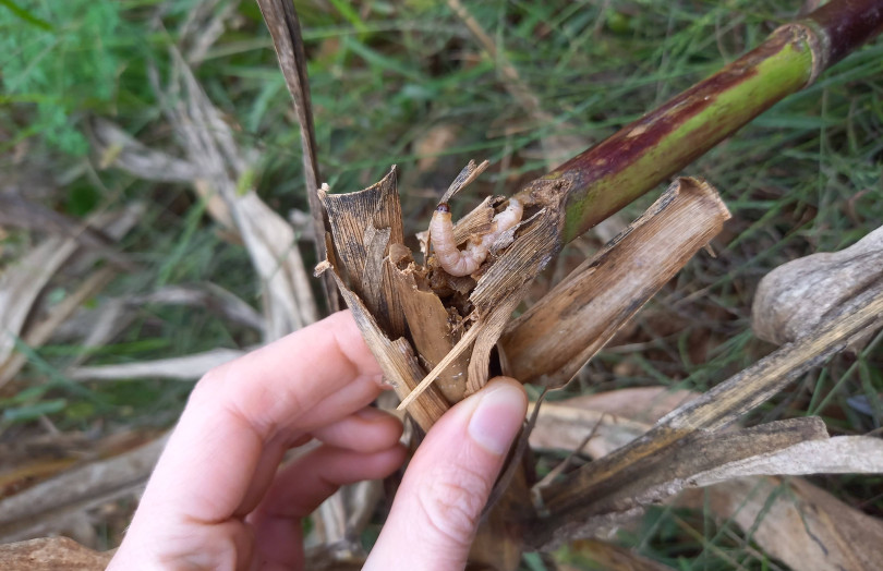 Larve de sésamie dans une tige de maïs