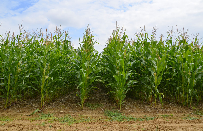 maïs fourrage