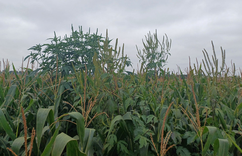 ambroisie dans du maïs